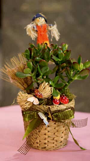 Hasır saksıda crassula ovata
