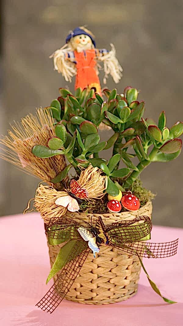 Hasır saksıda crassula ovata