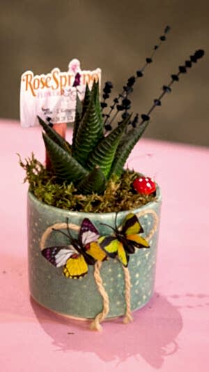 Yeşil seramik saksıda zebra sukulent (10cm yükselik-13 cm çap)