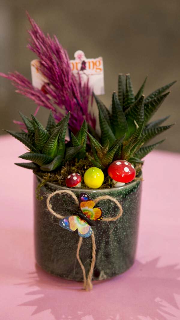 Seramik saksıda çok dallı zebra sukulent (8cm uzunluk-10 cm çap)