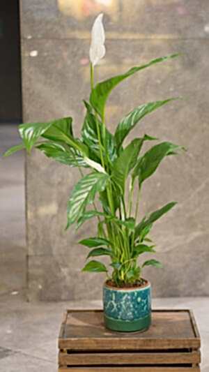 Seramik saksıda barış çiçeği (70cm-90cm)