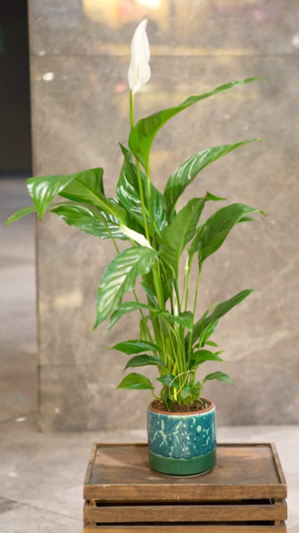 Seramik saksıda barış çiçeği (70cm-90cm)