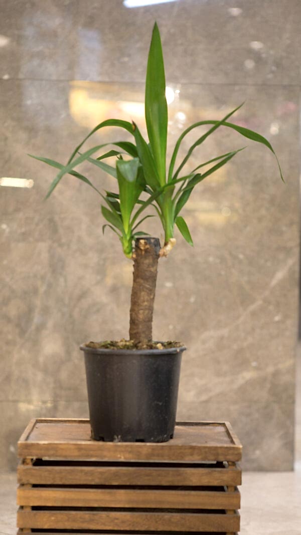 Saksıda yuka çiçeği (50cm-70cm)