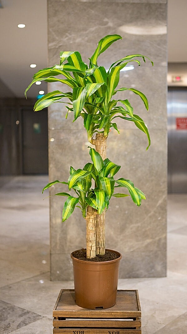 Dracaena Fragrans Bitkisi